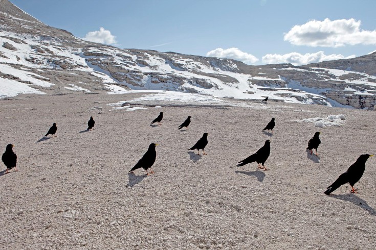 Alpine Crows