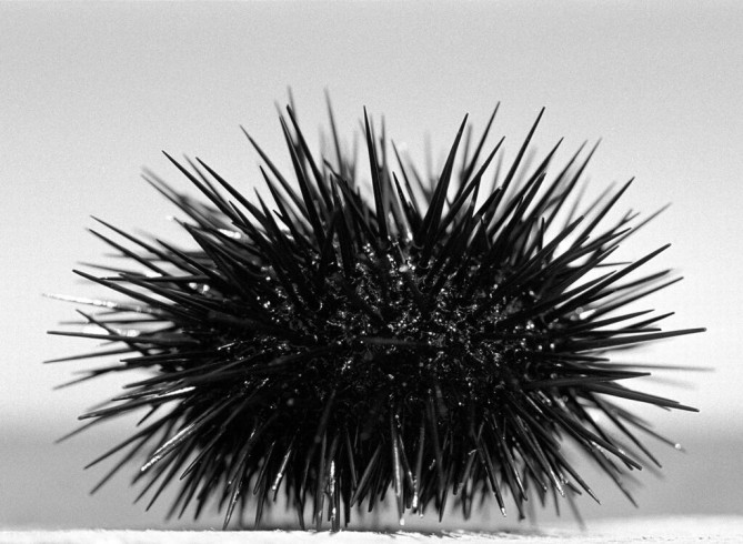 Sea Urchin