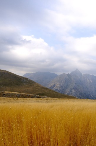 Golden meadow with mountain peaks