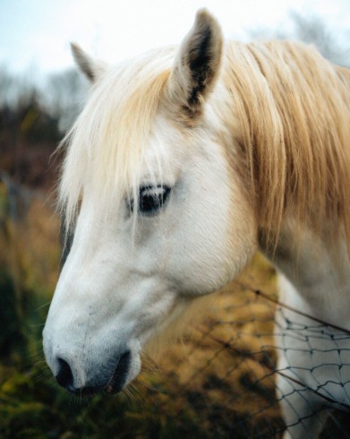 Ireland Horse