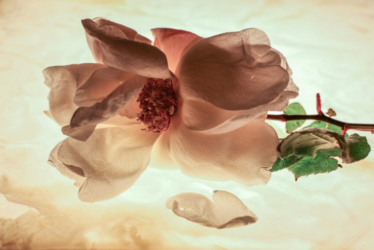 © Mara Desipris Untitled 08