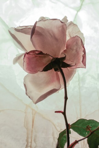 © Mara Desipris Untitled 10