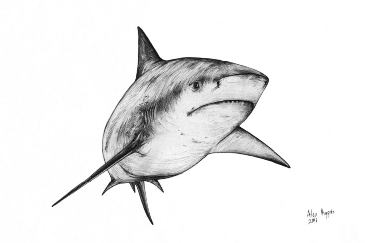 Bull Shark