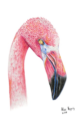 Flamingo