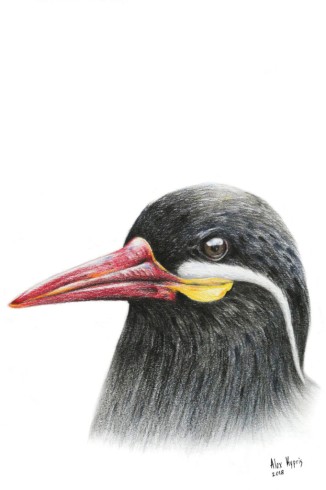 Inca Tern