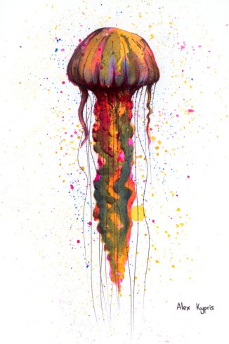 Orange-blue jellyfish