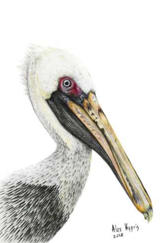 Pelican