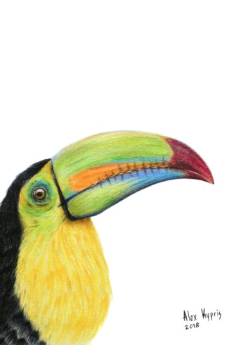 Tucan