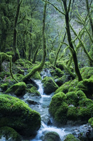 Arkoudorema Arkadias