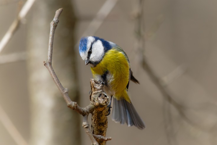 Blue Tit II