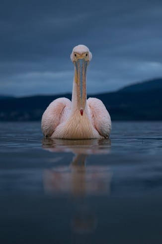 Red Backed Pelican III