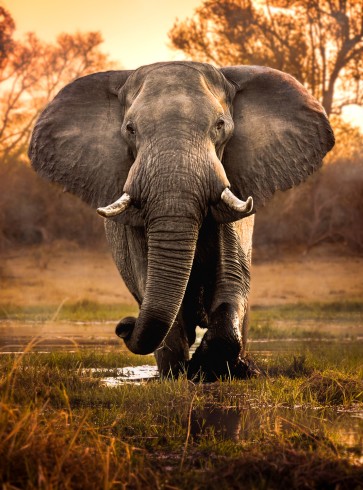 Elephant in the river