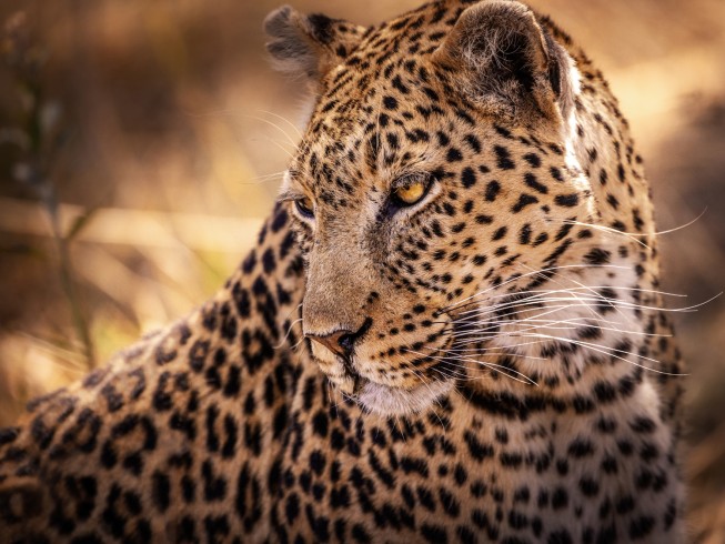 Leopard Portrait
