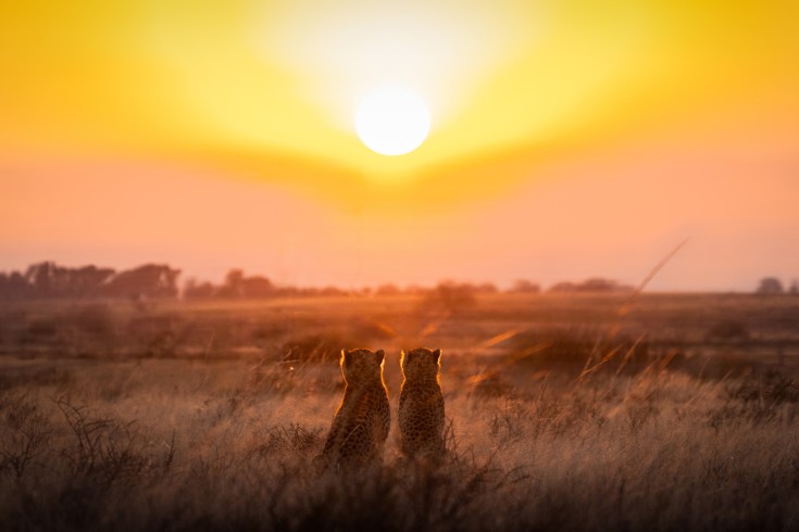 Romantic cheetahs
