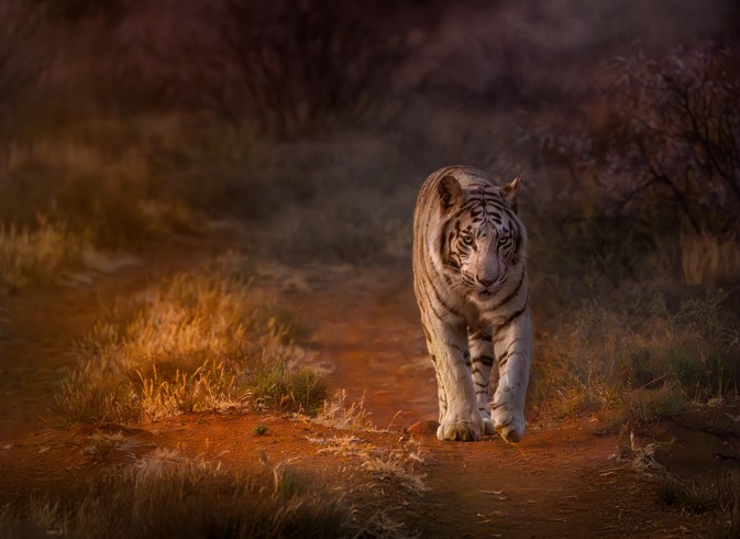 White tiger in the sunset
