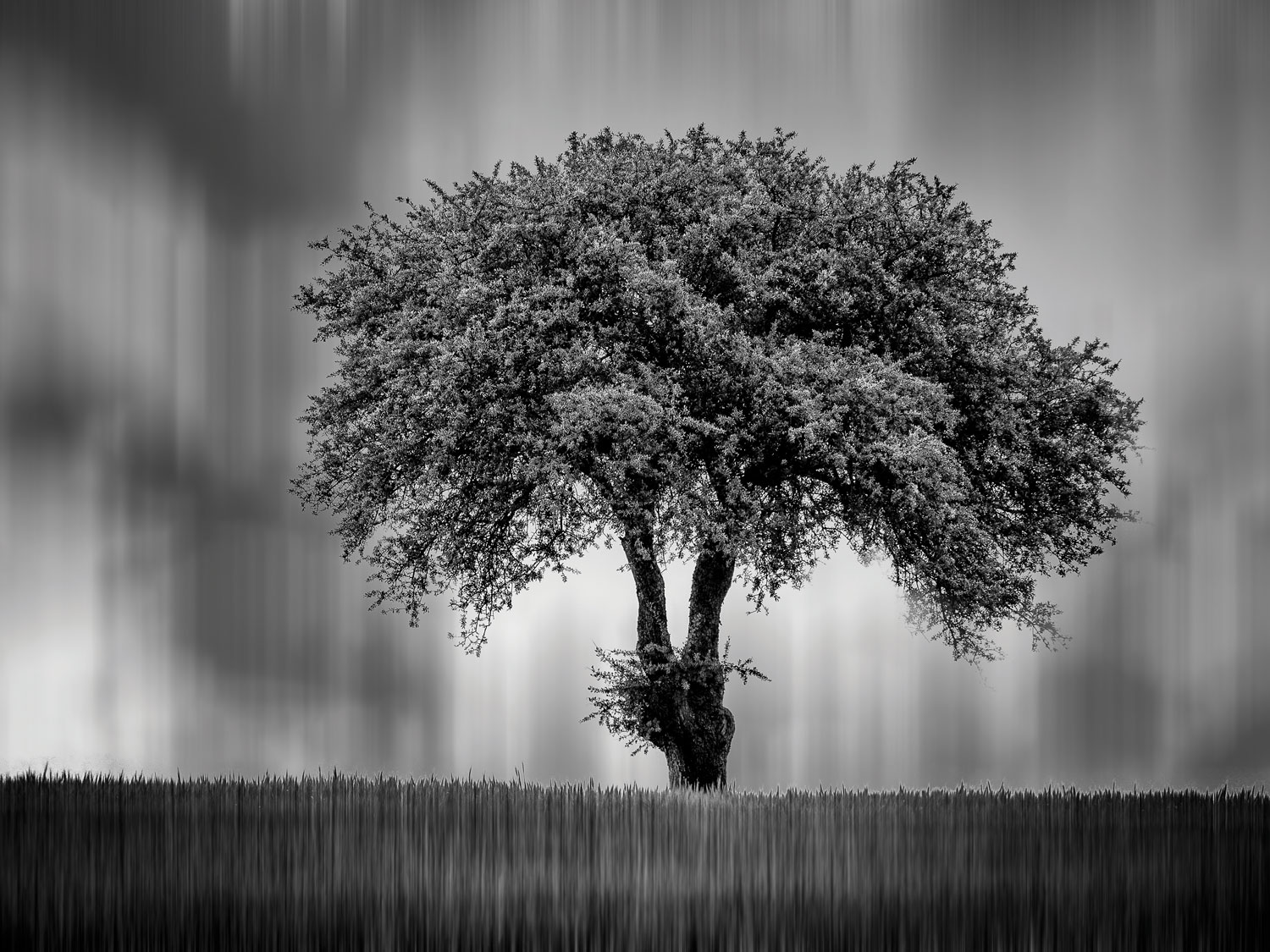 Rain on the Tripoli plateau