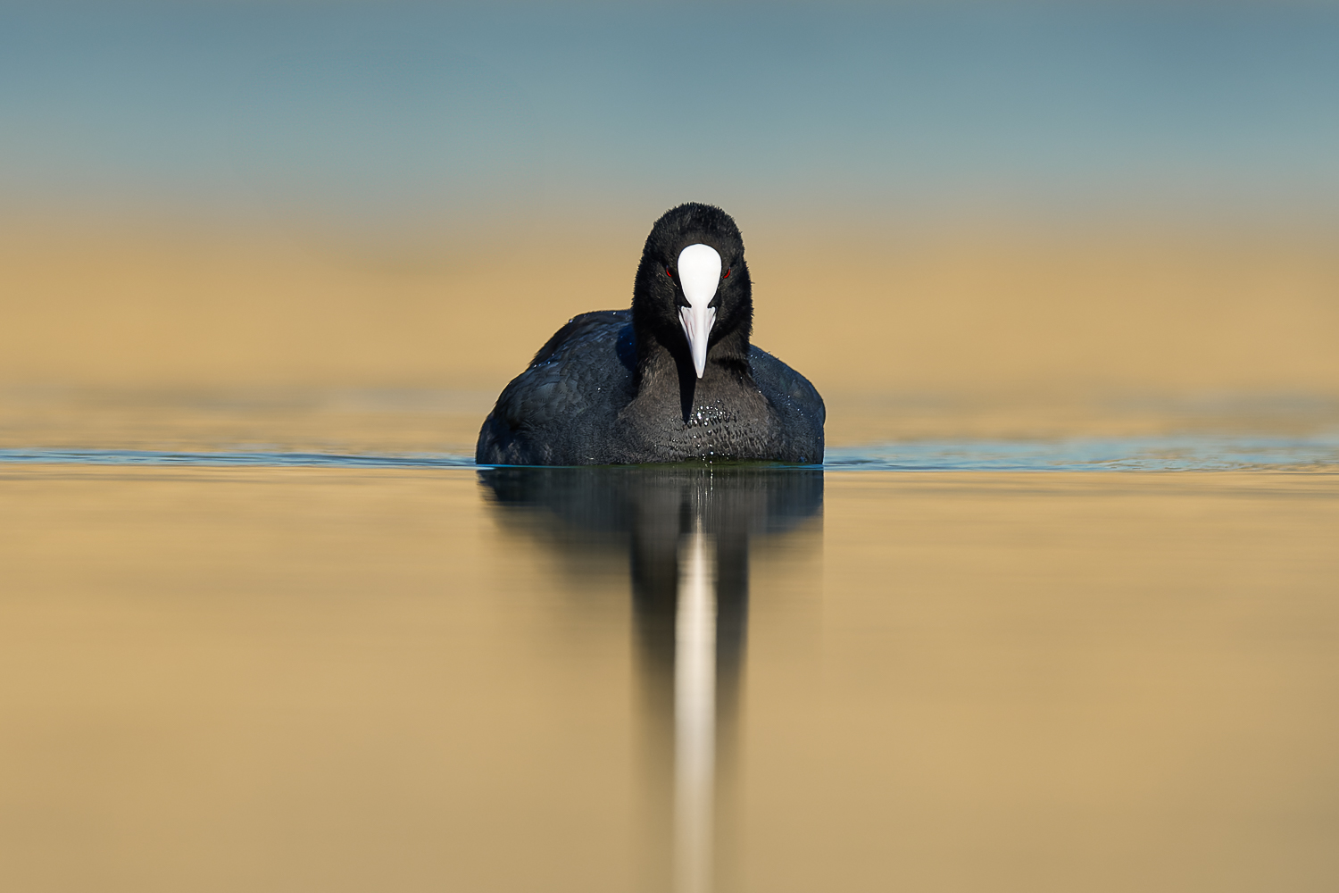 Eurasian Coot
