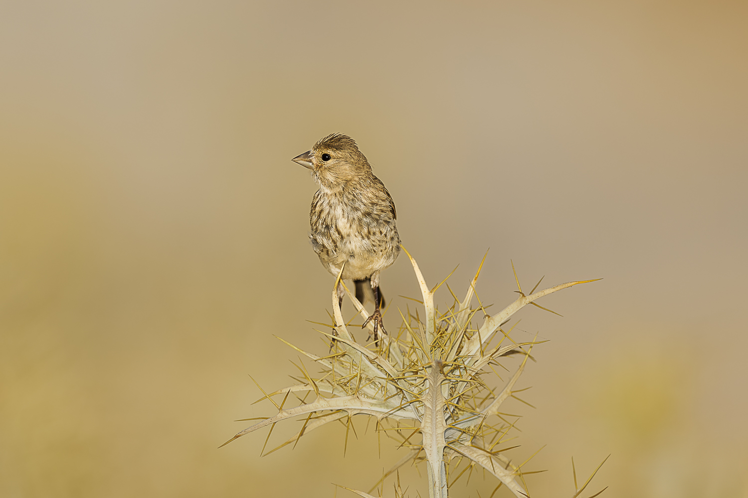 Eurasian Linnet