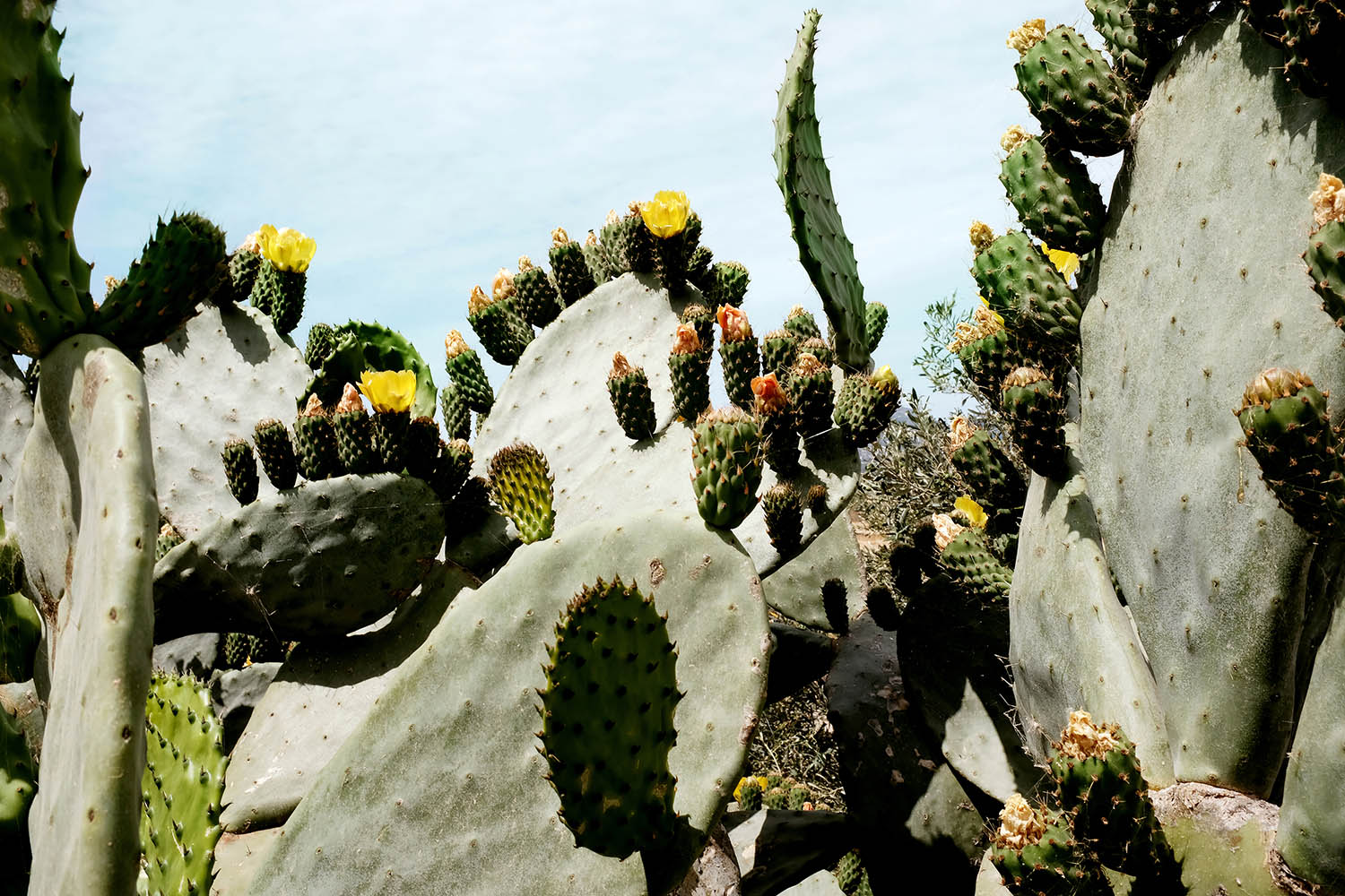 Prickly pear