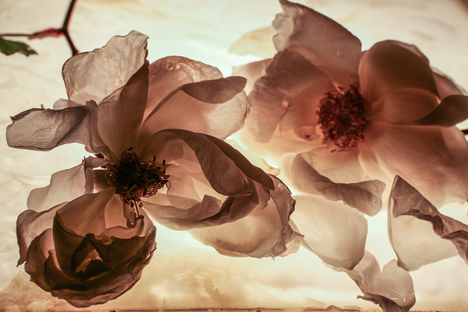 © Mara Desipris Untitled 09