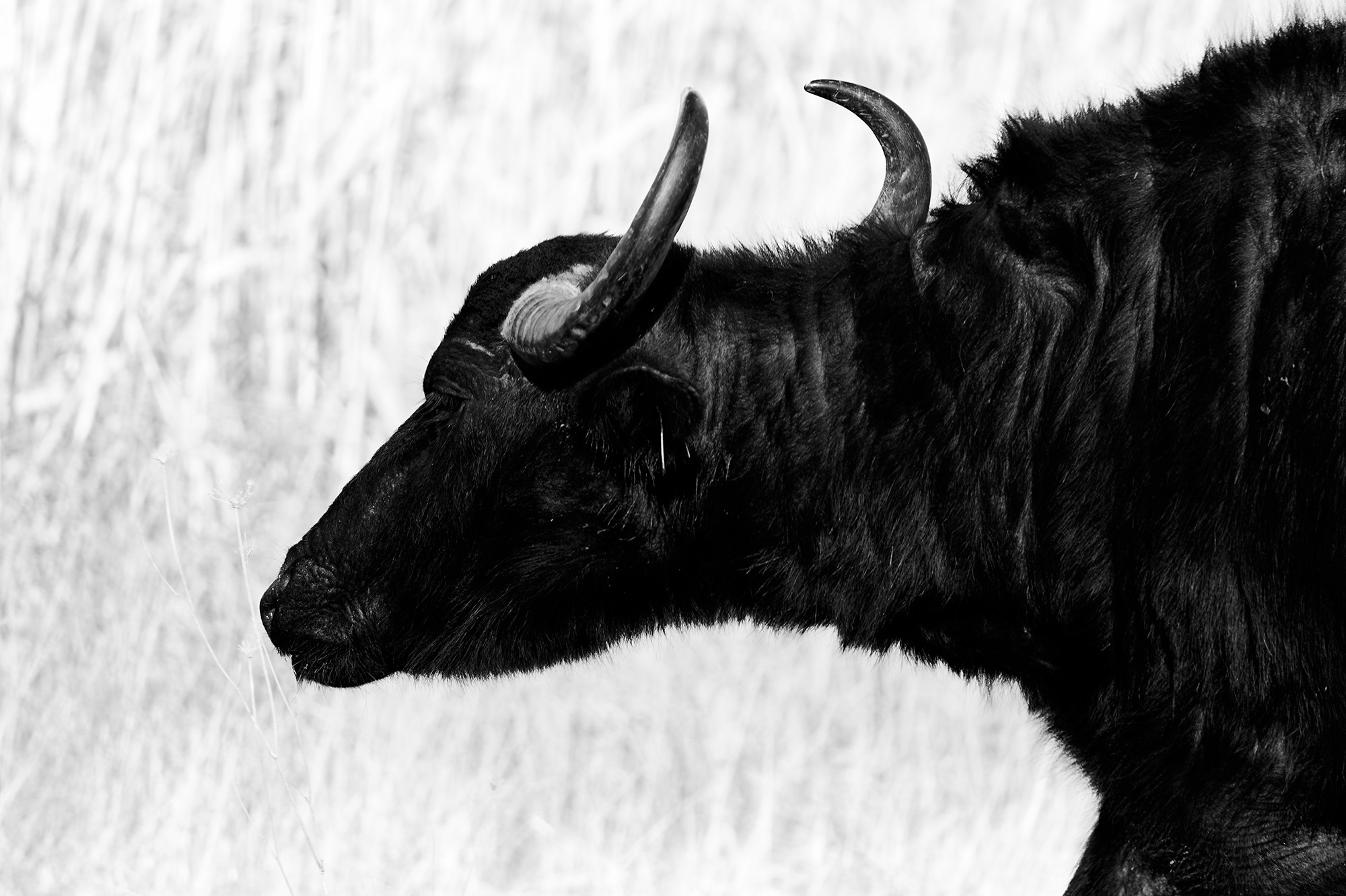 And Xerxes came, Kerkini lake (Greece)