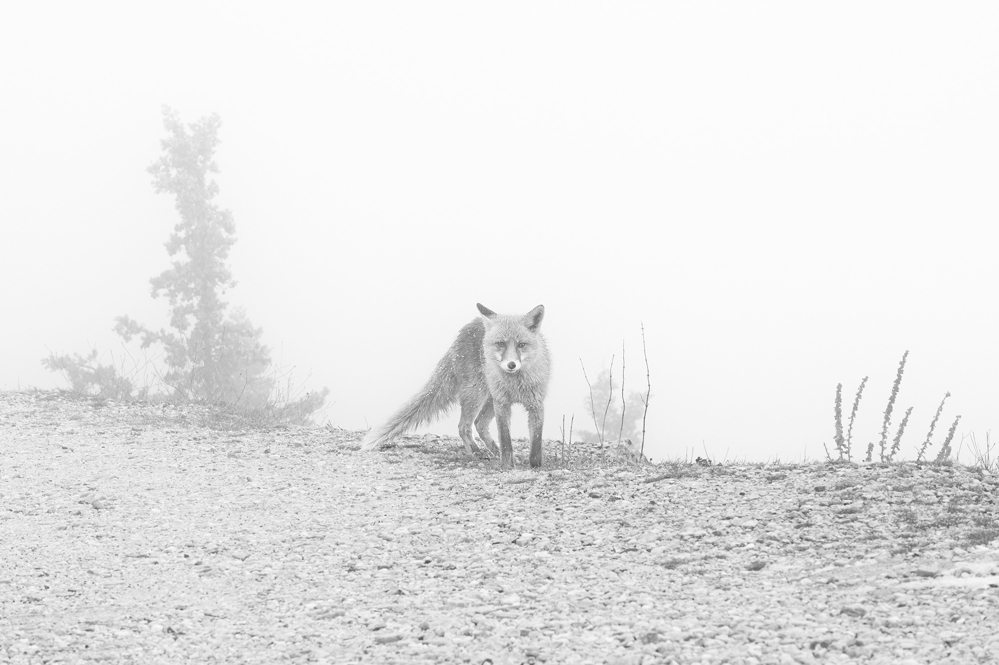 Eye to eye, Hymettos Athens (Greece)