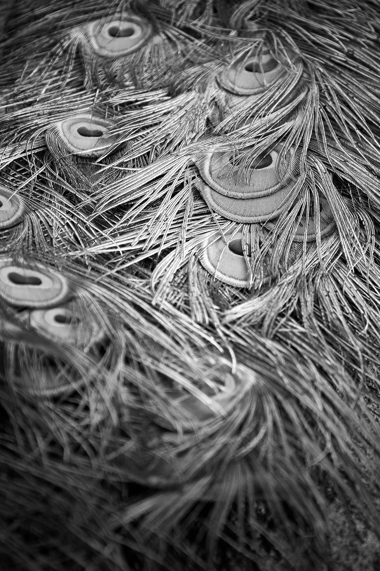 Peacok, Corfu island (Greece)