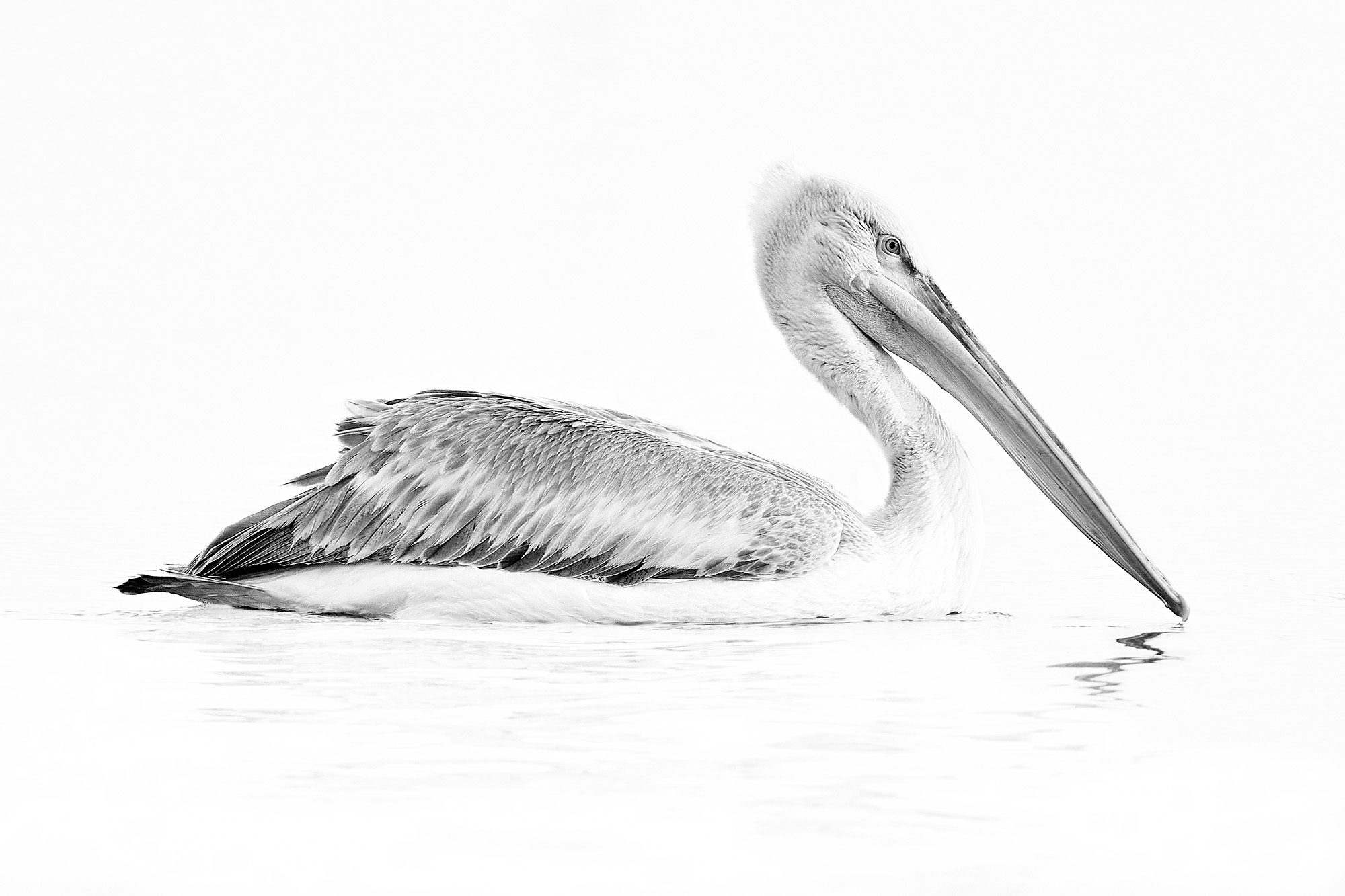The Scribe, Kerkini lake (Greece)