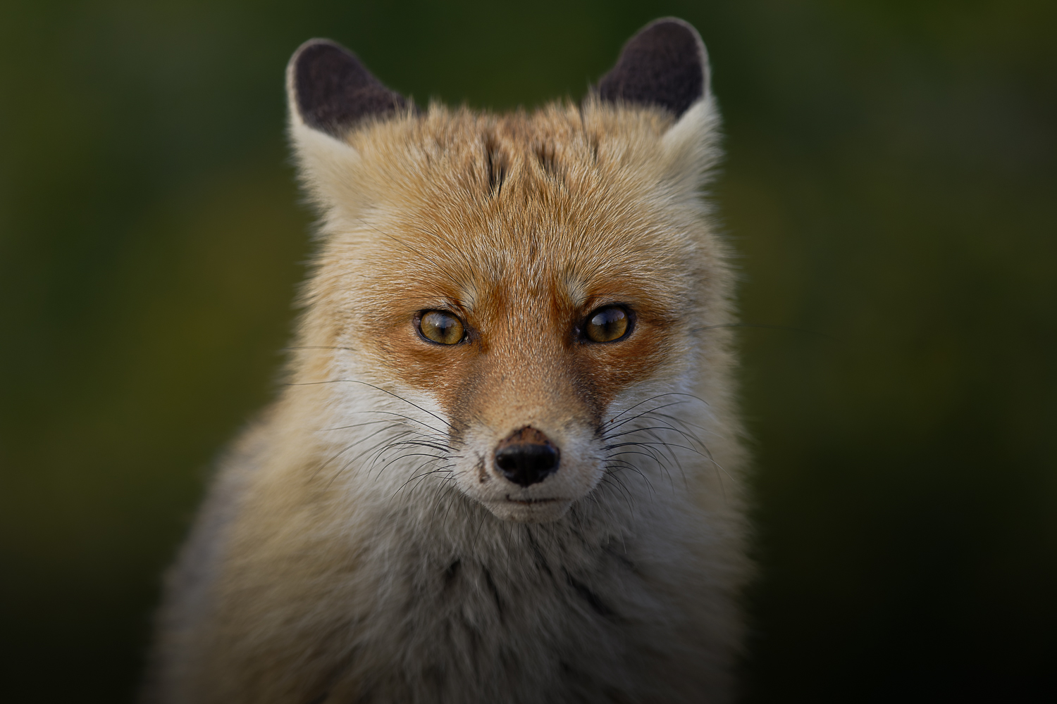 Fox portrait
