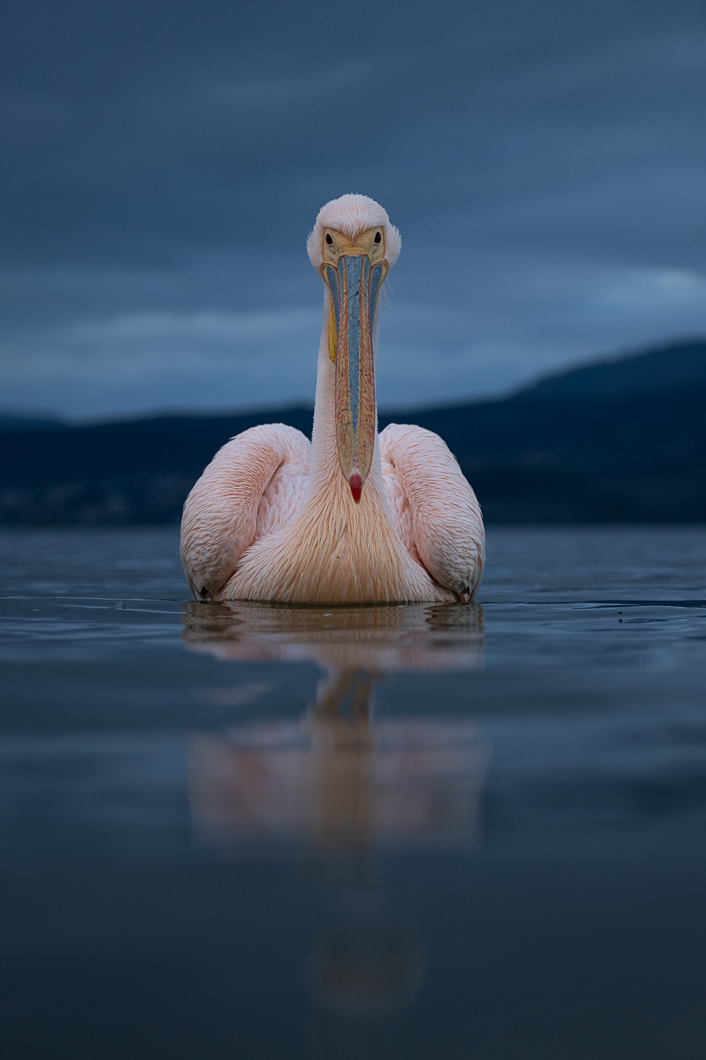 Red Backed Pelican III