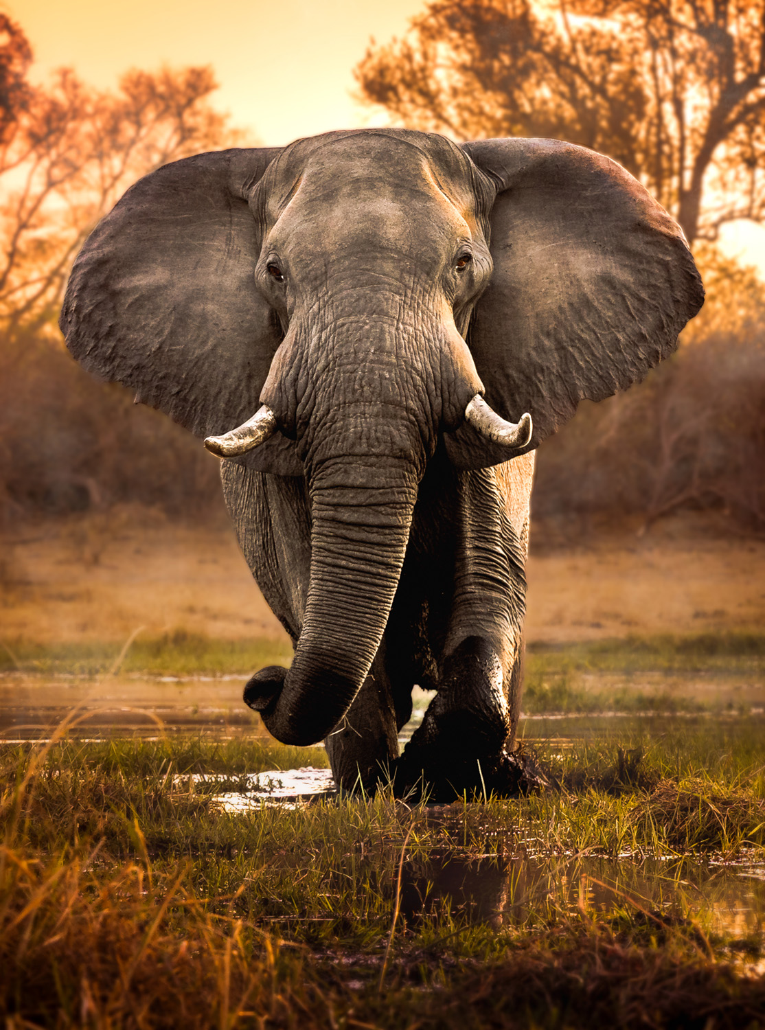 Elephant in the river