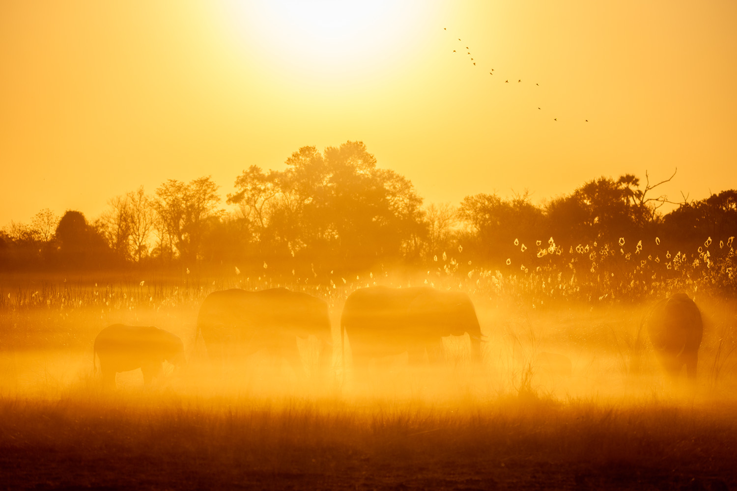 Elephants in the morning mist