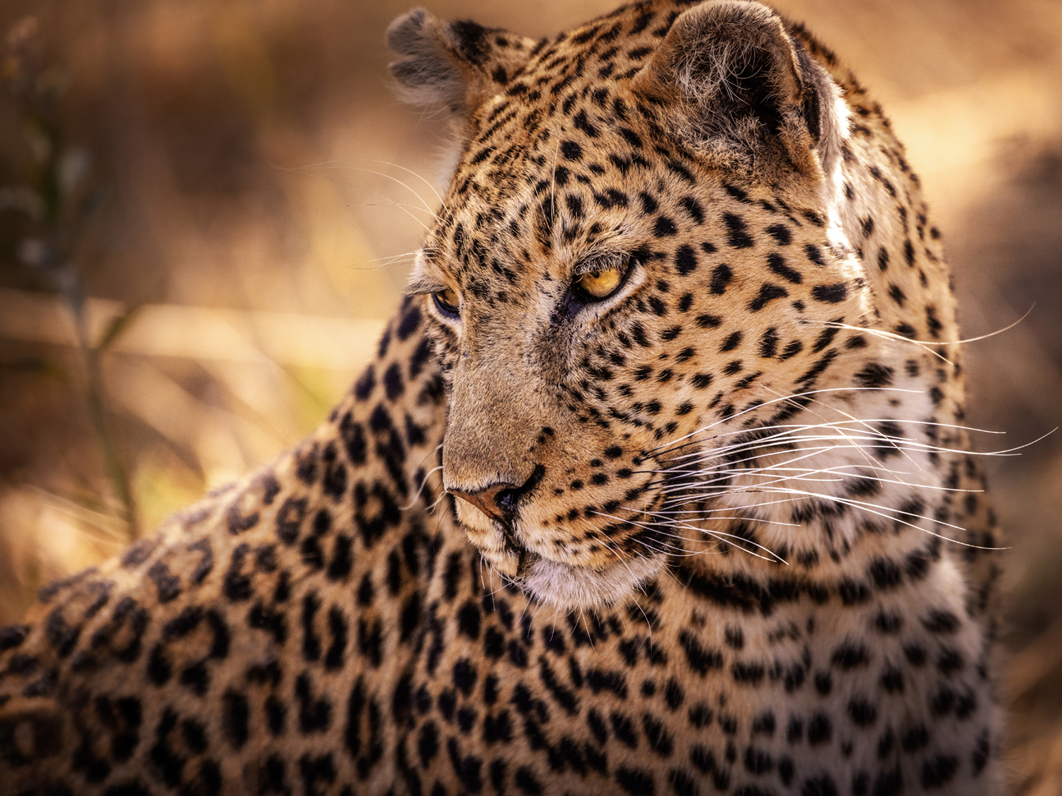 Leopard Portrait