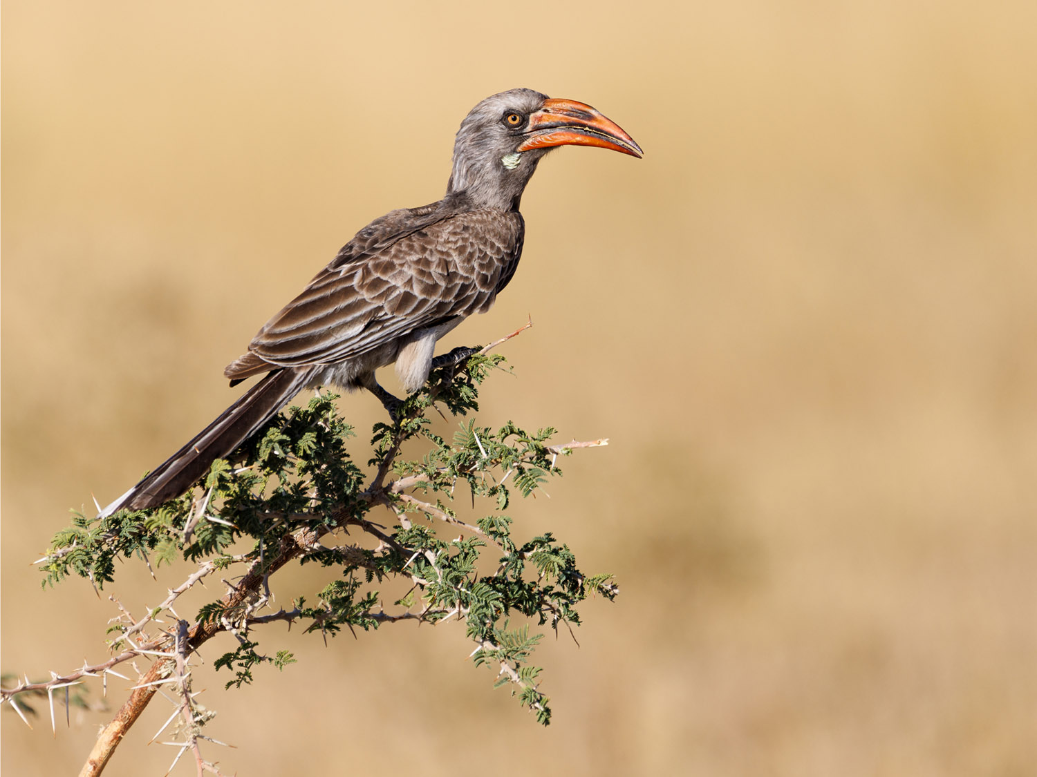 Orange Billed Hornbill