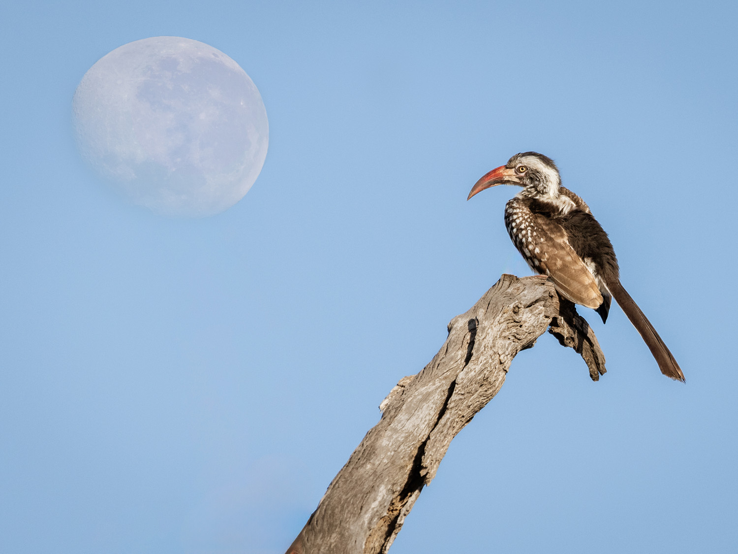 Red Billed Hornbill