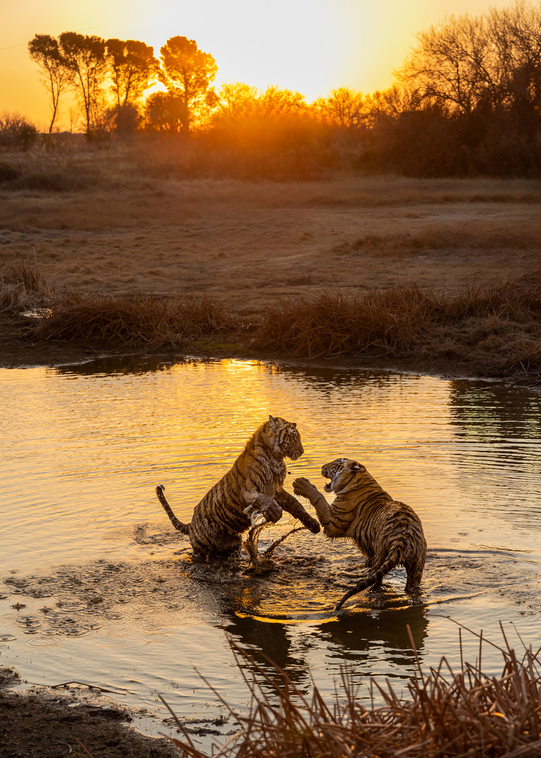 Tigers in the sunset lake
